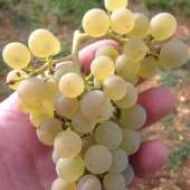 buisson-charles-03.jpg
